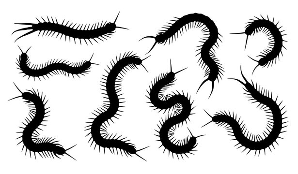 Black centipede silhouette vector set for flat design, logos, and digital illustrations