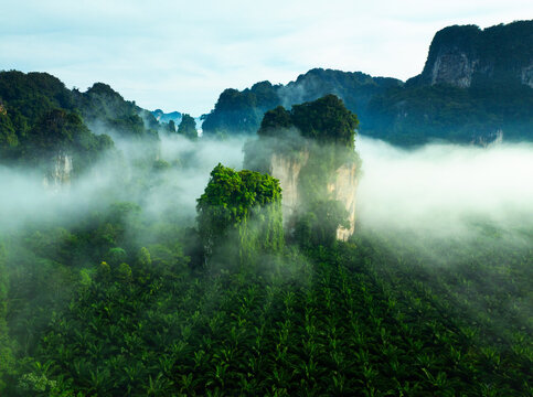 Aerial view of mist-shrouded limestone karsts rising from a verdant forest floor, creating an ethereal landscape of contrasting textures and tones, Krabi, Krabi, Thailand.