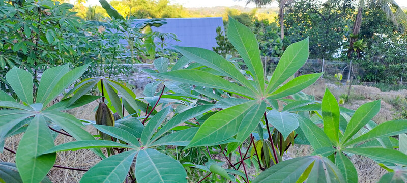 Close up photo of cassava leaves that are green	
