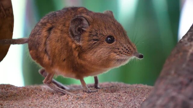 Close up view of an Elephant shrew Mouse  resting on a tree log and moving around his nose

