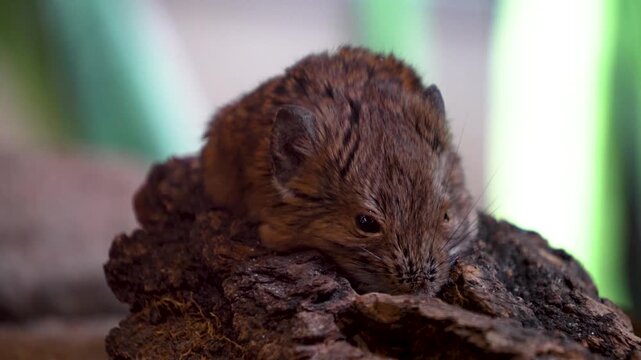 Close up view of an Elephant shrew Mouse  resting on a tree log and moving around his nose
