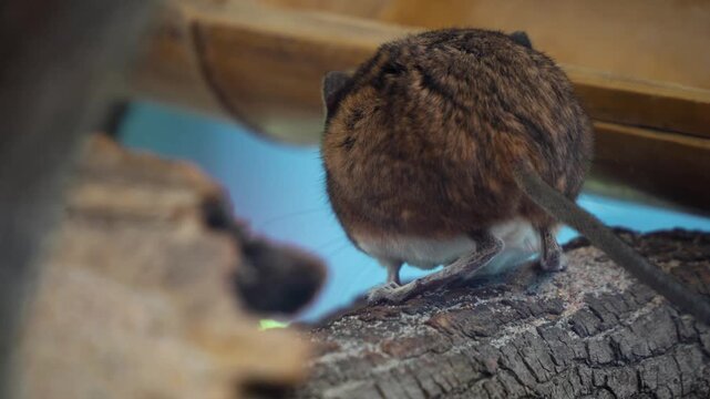 Close up view of an Elephant shrew Mouse resting on a tree log and moving around his nose 