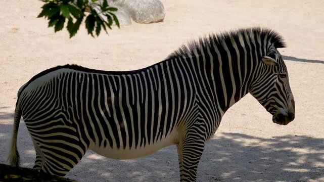 Close up of zebra standing in the shade of a tree in sand on a sunny spring day moving his head