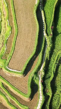 Aerial drone view of the Jatiluwih Rice Terraces in Tabanan, Bali. Layered green agricultural fields create organic patterns across the landscape. Vertical