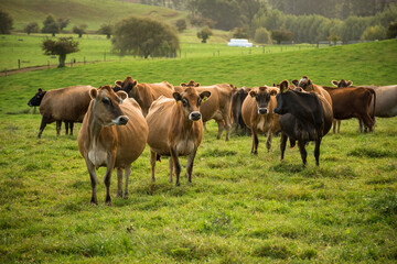 Fototapeta premium Rural scene, Herd of Jersey and Jersey cross dairy cows grazing in green grass
