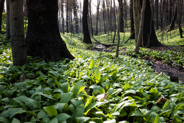 Leśna dolina porośnięta świeżym czosnkiem niedźwiedzim © kubikactive