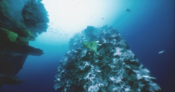 A manta ray swims elegantly near a vibrant coral reef, surrounded by sunlight filtering through the ocean above.