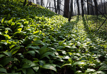 Leśna dolina porośnięta świeżym czosnkiem niedźwiedzim © kubikactive