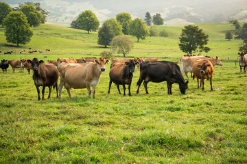Naklejka premium Rural scene, Herd of Jersey and Jersey cross dairy cows grazing in green grass