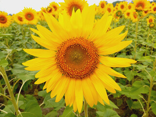 Obraz premium Close-up of a bright yellow sunflower in a field. 