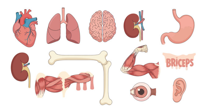Medical Human Anatomy Flat Illustration Set: Heart, Lungs, Brain, Kidney, Bones, Muscles, Eye, Ear