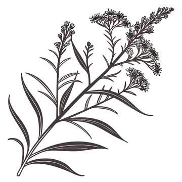 solidago nemoralis grey golden rod line art on white