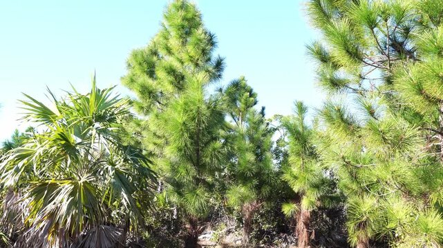 A medium shot of young longleaf pines and saw palmetto under a clear blue sky. The composition emphasizes the bright green needle textures and the dense, wild growth of a flatwoods ecosystem.
