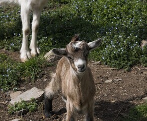 Obraz premium Brown Goat Kid on Grass