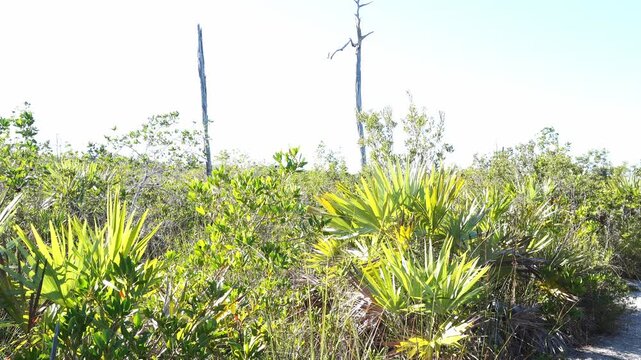 Wide technical shot of a sun-drenched subtropical scrubland featuring vibrant saw palmetto fronds and weathered pine snags. High-key lighting emphasizes the dense, wild native vegetation.