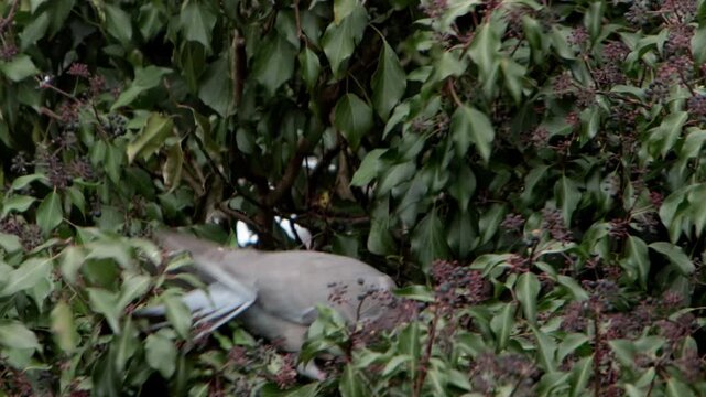 A Wood Pigeon, Columba palumbus, feeding amongst Ivy. Spring. UK
