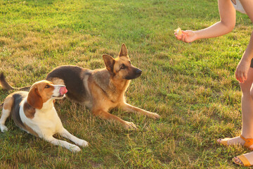 Woman hand feeding treat to Beagle and German Shepherd dogs lying on grass during golden hour training