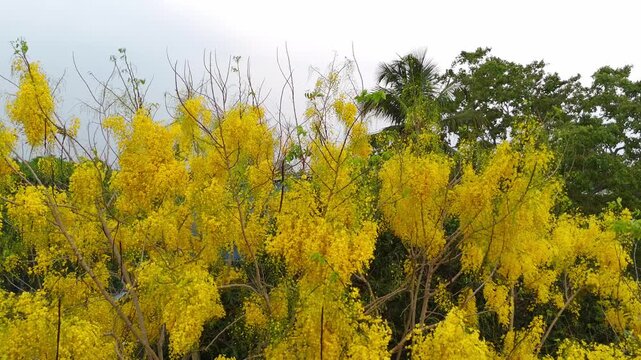Golden blossoms of the Cassia fistula in full bloom, captured in a lush tropical setting of Kerala. symbolizing prosperity during Vishu. Indian laburnum plant Kanikonna ,