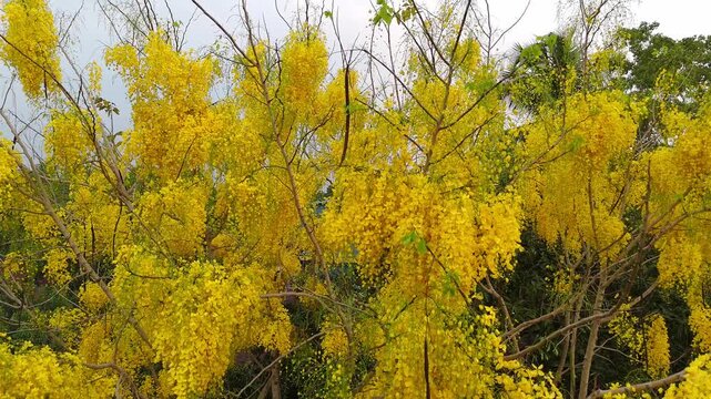 Golden blossoms of the Cassia fistula in full bloom, captured in a lush tropical setting of Kerala. symbolizing prosperity during Vishu. Indian laburnum plant Kanikonna ,