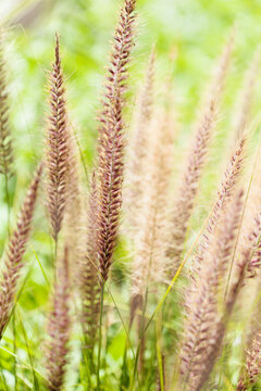 Flora of Gran Canaria -  Cenchrus setaceus, crimson fountaingrass, highly invasive species natural macro floral background
