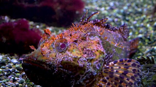 Close up stone fish ghoul resting on the sea ground underwater beside a coral reef.