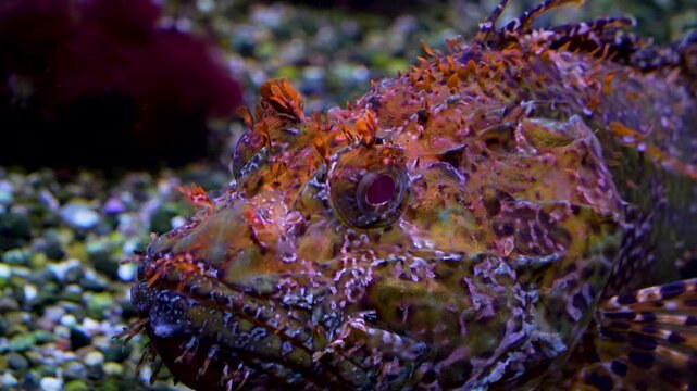 Close up stone fish ghoul resting on the sea ground underwater beside a coral reef.