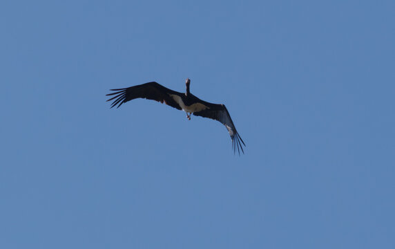 majestueuse cigogne noire en migration toutes ailes d&eacute;ploy&eacute;es