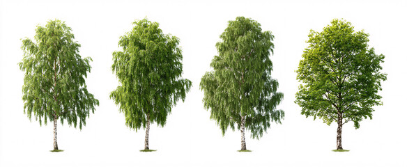 Fototapeta premium Stunning set of 5 Betula pendula showcased in vivid daylight against a pristine white backdrop