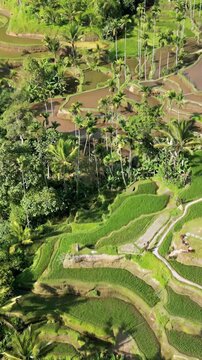 Aerial drone view of the Jatiluwih Rice Terraces in Tabanan, Bali. Layered green agricultural fields create organic patterns across the landscape. Vertical