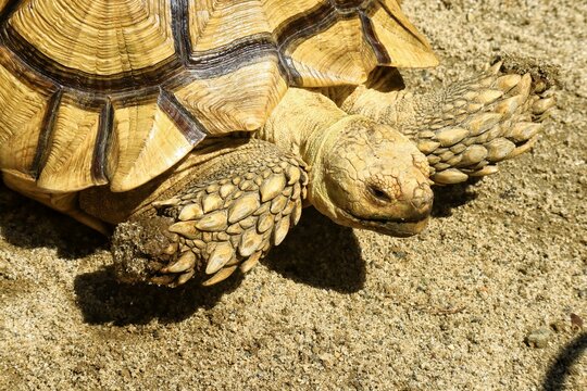 Close-up portrait of a giant Sulcata tortoise showing detailed textured skin and shell patterns under natural sunlight. The image highlights the reptile&rsquo;s facial expression, and natural outdoor