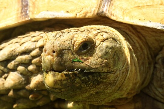 Close-up portrait of a giant Sulcata tortoise showing detailed textured skin and shell patterns under natural sunlight. The image highlights the reptile&rsquo;s facial expression, and natural outdoor