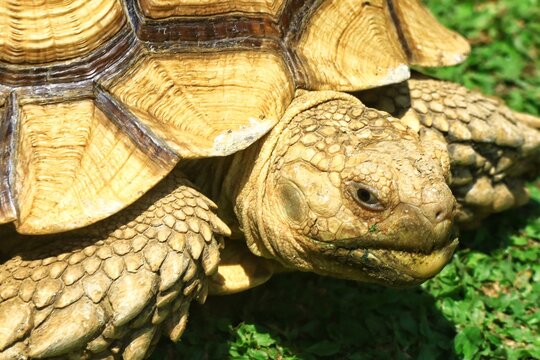 Close-up portrait of a giant Sulcata tortoise showing detailed textured skin and shell patterns under natural sunlight. The image highlights the reptile&rsquo;s facial expression, and natural outdoor