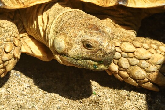 Close-up portrait of a giant Sulcata tortoise showing detailed textured skin and shell patterns under natural sunlight. The image highlights the reptile&rsquo;s facial expression, and natural outdoor