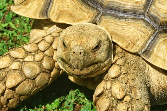 Close-up portrait of a giant Sulcata tortoise showing detailed textured skin and shell patterns under natural sunlight. The image highlights the reptile&rsquo;s facial expression, and natural outdoor