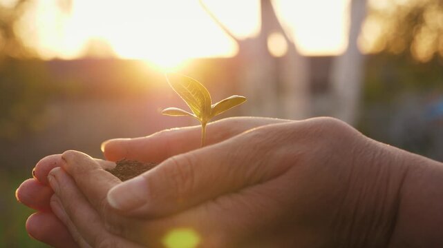 Close up of gardener hands gently holding small green tree sprout with fertile soil. Gesture symbolizing new life and environmental care with sunset backlighting. Caring for nature, planting plants