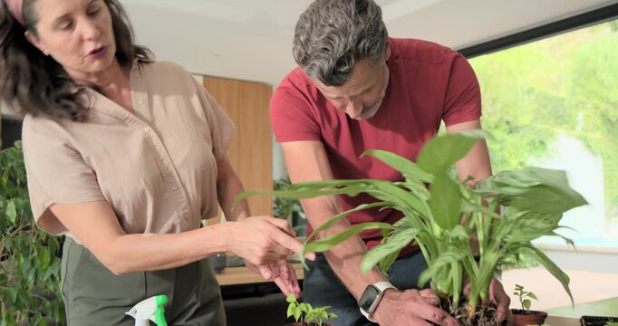 Lifting and inspecting plant, couple dividing root ball and repotting sections for propagation
