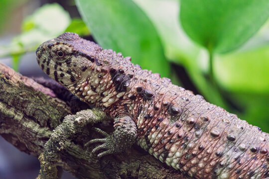 Chinese crocodile lizard - Shinisaurus crocodilurus - camouflaging on a tree branch, observing its surroundings