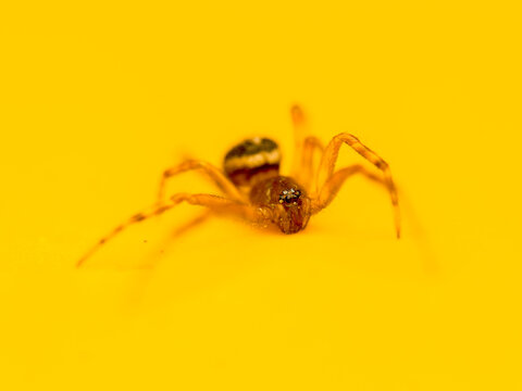 Araign&eacute;e fausse veuve noire Steatoda nobilis en macro sur fond jaune, d&eacute;tail des yeux et de l&rsquo;abdomen, arachnide urbain en gros plan minimaliste