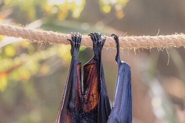 Obraz premium Bat clinging to a thick rope with its powerful claws. Furry wings are folded, resting in an upside down position