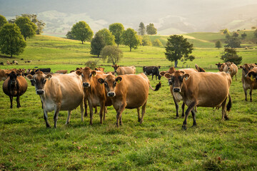 Rural scene, Herd of Jersey and Jersey cross dairy cows grazing in green grass © Nathan McClunie