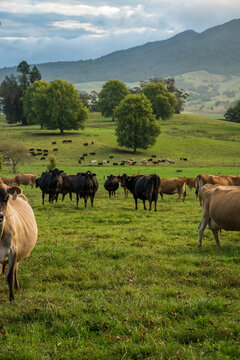Rural scene, Herd of Jersey and Jersey cross dairy cows grazing in green grass