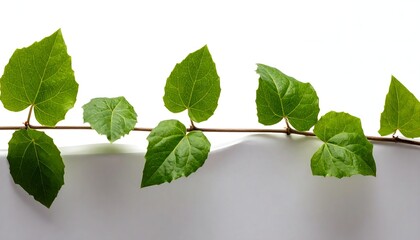 Fototapeta premium Green Vine with Leaves on White Background in Studio.