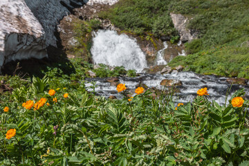 Vivid orange lush flowers bloom among grasses overlooking big waterfall flows from rock under glacier in sunny day. Flowering grassy meadow against large spring stream under snow cornice in bright sun © Daniil