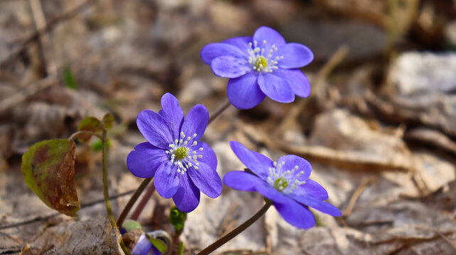 Anemone hepatica ( Hepatica nobilis ) in the forest
Blooming noble liverworts (Hepatica nobilis) in the forest in early spring.