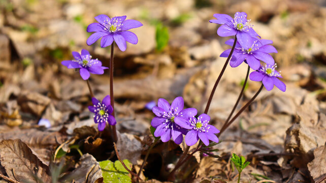Anemone hepatica ( Hepatica nobilis ) in the forest
Blooming noble liverworts (Hepatica nobilis) in the forest in early spring.