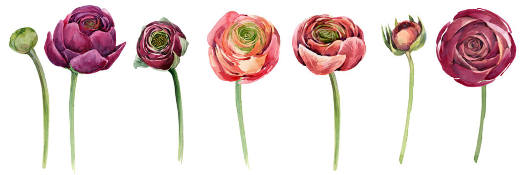 Hand-painted watercolor ranunculus flowers set, burgundy and coral persian buttercup isolated elements on transparent background, botanical clipart
