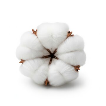 A single cotton boll with soft white fibers and brown center.