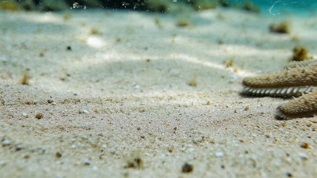 Underwater Starfish Crawling on Sandy Seabed in Clear Blue Water.