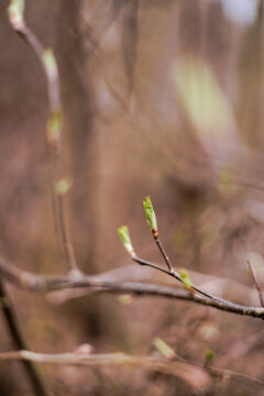 Close-up of tree buds blooming in spring with soft blurred background, fresh seasonal growth and natural bokeh