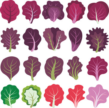 Colorful lettuce leaves collection illustration set, various salad greens vector icons, fresh organic vegetable assortment isolated on light background